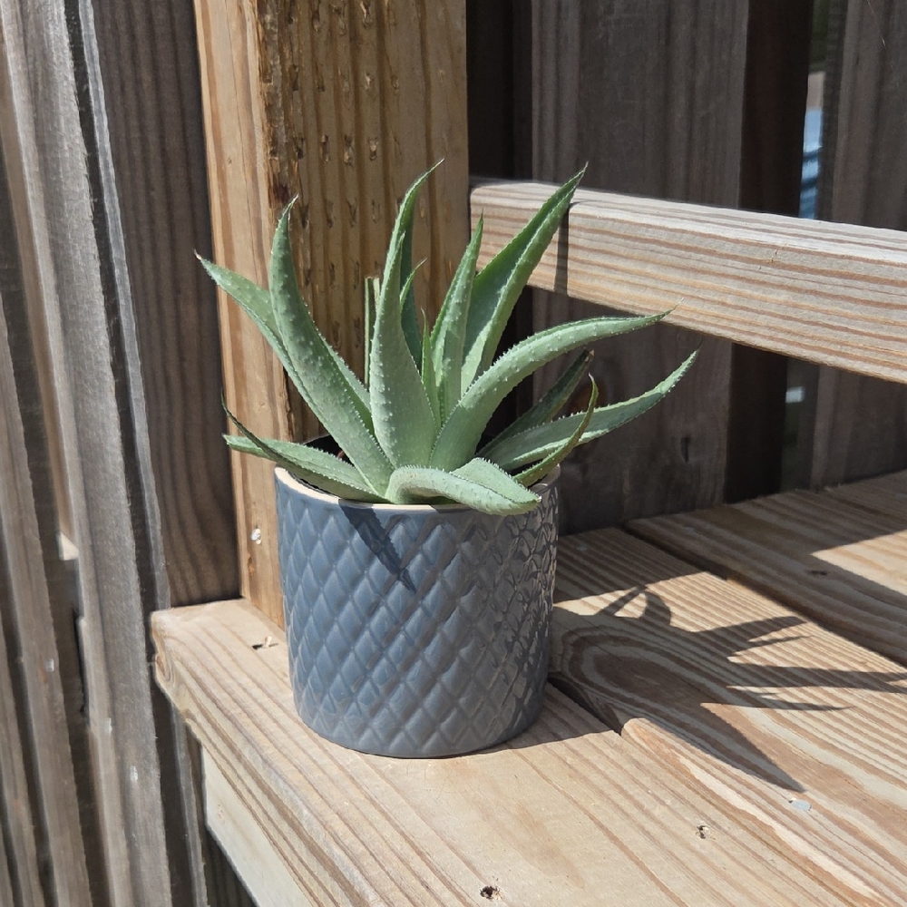 Modern Quilted Glazed Ceramic Pottery 4" Planter